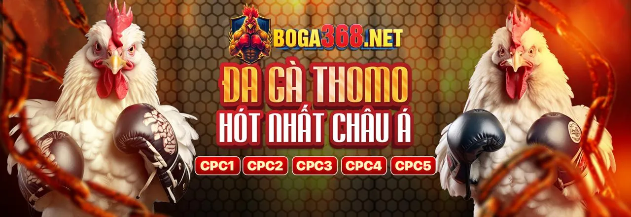 Lý do chọn mv66